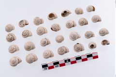Foto von Schneckengehäuse (NHMW-PRAE-003420)